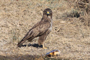 Aguilucho Lagunero (Circus  Aeruginosus)