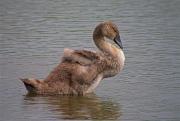 Cigne mut (Cygnus olor) 1de2