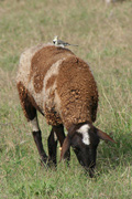 CUERETA BLANCA    (MOTACILLA ALBA)