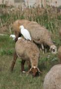 COMPLICIDAD.Esplugabous(Bubulcus ibis)