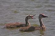 Cabusso emplomallat (Podiceps cristatus)