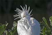 Becplaner (Platalea leucorodia)