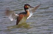 Cabusso emplomallat (Podiceps cristatus)