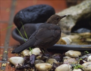 Jove de Merla (Turdus merula)