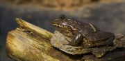 Granota verda (Pelophylax perezi)