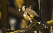 Cadernera (Carduelis carduelis)