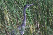 Bernat pescaire (Ardea cinerea)