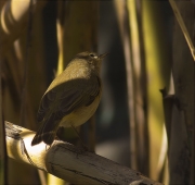 Mosquiter comú (Phylloscopus collybita)