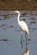 Agro blanc (Egretta alba)