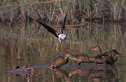 Cames llargues (Himantopus himantopus) 1de2