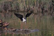 Cames llargues (Himantopus himantopus) 2de2