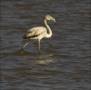 Jove de Flamenc (Phoenicopterus ruber)