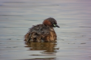 Cabusset (Tachybaptus ruficollis)