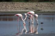 Flamec (Phoenicopterus roseus)