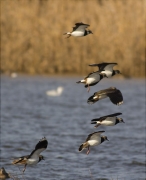 Fredeluga (Vanellus vanellus)