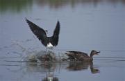 Cames llargues (Himantopus himantopus) 1de2