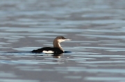 Calàbria agulla. gavia arctica