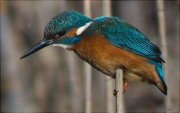 Blauet (Alcedo atthis) 1/3