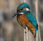 Blauet (Alcedo atthis) 3/3