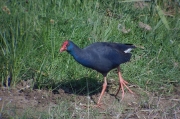 Polla blava (Porphyrio porphyrio)