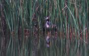 Cabusso emplomallat (Podiceps cristatus)