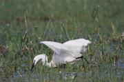 Martinet blanc (Egretta garzetta)