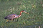 Agró roig (Ardea purpurea)