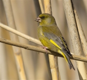 Mascle de Verdum (Carduelis chloris)