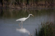 Agró blanc (Ardea alba)