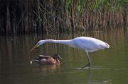 Agró blanc (Egretta alba)