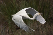 Agró blanc (Ardea alba)