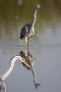 Bernat pescaire (Ardea Cinerea)