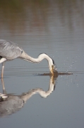 Bernat pescaire (Ardea Cinerea)