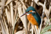 Blauet (Alcedo atthis)