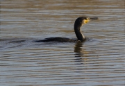 Corb marí gros (Phalacrocorax carbo)