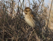 Femella de Repicatalons (Emberiza schoeniclus)