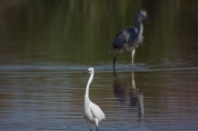 Martinet blanc (Egretta garzetta)