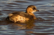 Cabusset (Tachybaptus ruficollis)