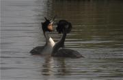 Cabusso emplomallat (Podiceps cristatus) 2/3