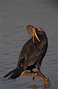 Corb mari (Phalacrocorax carbo)