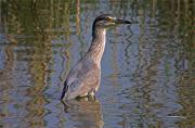 Martinet de nit (Nycticorax nycticorax)