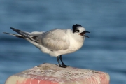 Xatrac becllarg. Sterna sandvicensis
