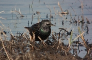 Estornell vulgar (Sturnus vulgaris)