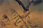 Aligot comú (Buteo buteo)