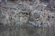 Becadell comú (Gallinago gallinago)