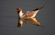 Gavina vulgar (Larus ridibundus)