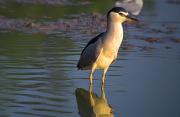 Martinet de nit (Nycticorax nycticorax)