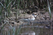 Corriol petit (Charadrius dubius)