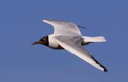 Gavina vulgar(Larus ridibundus)