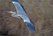 Bernat pescaire (Ardea cinerea)